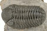Detailed Morocops Trilobite Fossil - Morocco #204240-1